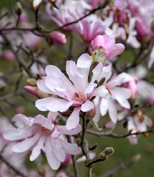 Magnolia loebneri 'Leonard Messel'